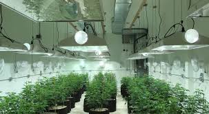 How to Achieve Perfect Temperature and Humidity in Your Grow Room