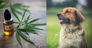 How to Choose the Right CBD Oil for Your Dog’s Needs